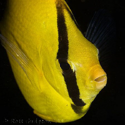 Oval-spot Butterflyfish.  Ningaloo Reef, Western Australi... by Ross Gudgeon 